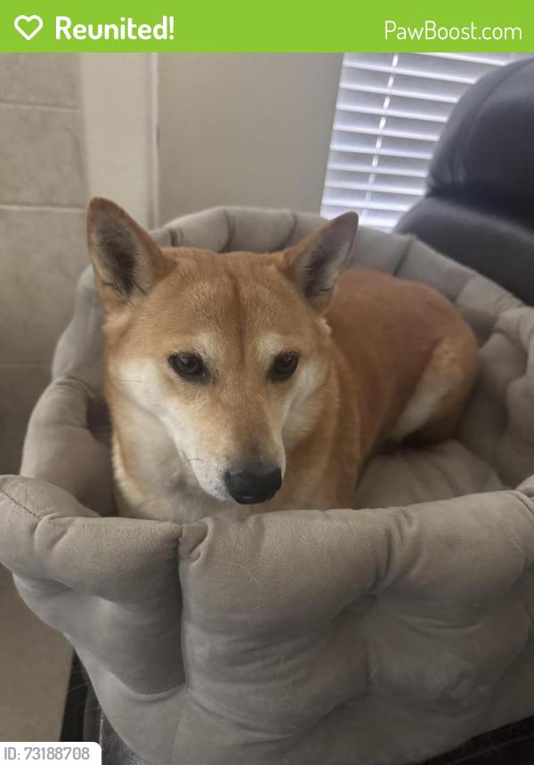 Reunited Female Dog last seen Mustang Ave, Sachse, TX 75048