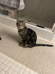 Reunited Male Cat last seen Peregrine Way and Burlin Way, Auburn, CA 95603