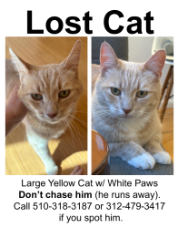 Reunited Male Cat last seen Near Francis Street and Curtis Street, Albany, CA 94706