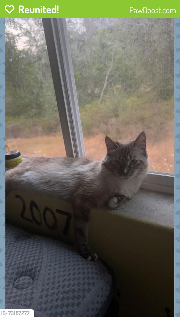 Reunited Female Cat last seen Near e main street, centrailia is the last hse area she was seen., Centralia, WA 98531