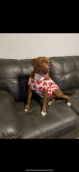 Lost Female Dog last seen Morningside, Port St. Lucie, FL 34952