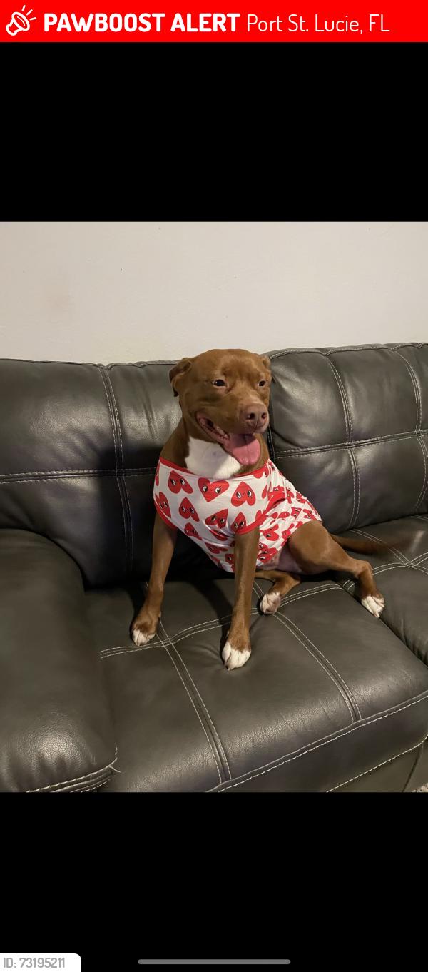 Lost Female Dog last seen Morningside, Port St. Lucie, FL 34952