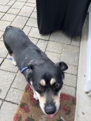 Reunited Male Dog last seen mosquera dr, Fayetteville, NC 28304