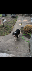 Reunited Male Dog last seen Leonard and broadway, Grand Rapids, MI 49504