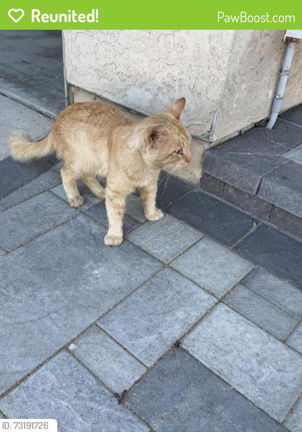 Reunited Male Cat last seen Grace and Maxson Street, Oceanside, CA 92054