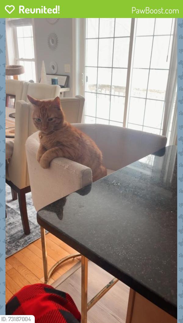 Reunited Male Cat last seen Merrimack st, Methuen, MA 01844