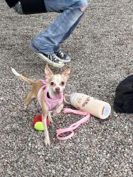 Lost Female Dog last seen 10th Ave W and 5th street W in kalispell, Kalispell, MT 59901