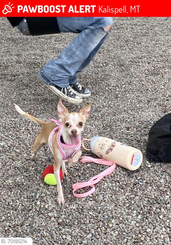 Lost Female Dog last seen 10th Ave W and 5th street W in kalispell, Kalispell, MT 59901