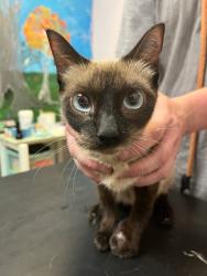 Shelter Stray Female Cat last seen Bexar County, 3353 Morningside Dr, New Braunfels, TX 78132, USA