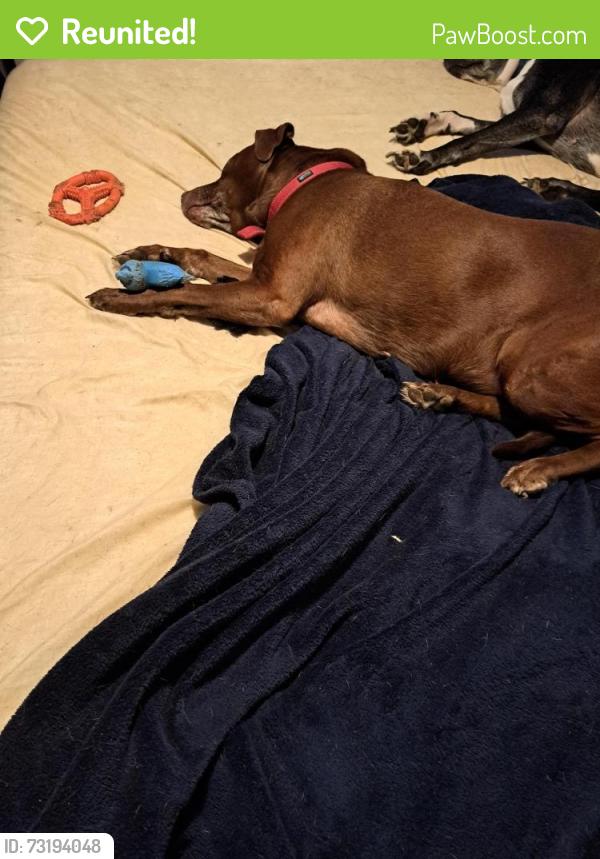 Reunited Female Dog last seen Tannery St and Wickizer Road Kingsley Pa, Kingsley, PA 18826