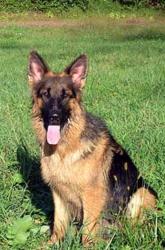 Found/Stray Male Dog last seen East Ave K-8 and Challenger Way, Los Angeles County, CA 93535
