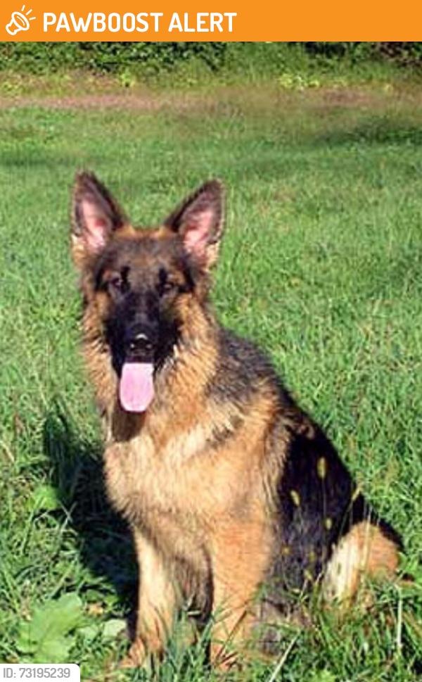 Found/Stray Male Dog last seen East Ave K-8 and Challenger Way, Los Angeles County, CA 93535