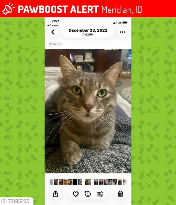 Lost Male Cat last seen Black Cat and McMillan, Meridian, ID 83646