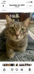 Lost Male Cat last seen Black Cat and McMillan, Meridian, ID 83646