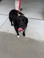 Found/Stray Male Dog last seen robyn’s ridge and tharrington, Franklin County, NC 27549