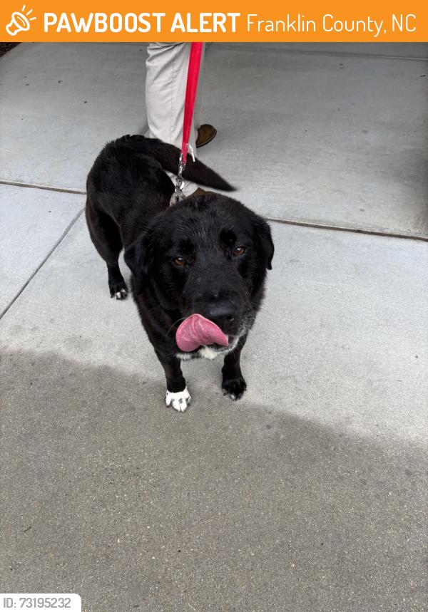 Found/Stray Male Dog last seen robyn’s ridge and tharrington, Franklin County, NC 27549