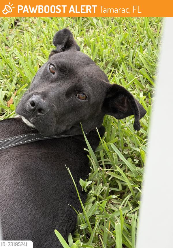 Found/Stray Male Dog last seen Mc Nab, University, Lagis de Campos, 84th street, Tamarac, FL 33321
