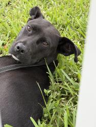 Found/Stray Male Dog last seen Mc Nab, University, Lagis de Campos, 84th street, Tamarac, FL 33321