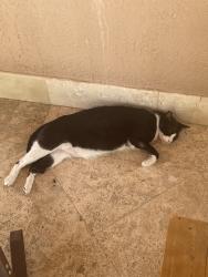 Lost Male Cat last seen Miller Drive, Miami-Dade County, FL 33165