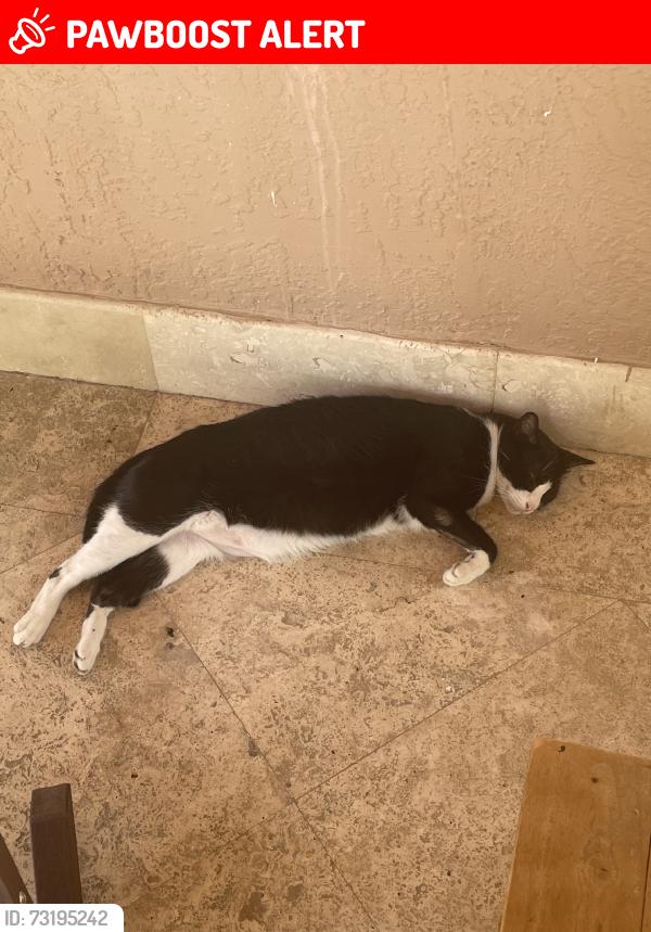 Lost Male Cat last seen Miller Drive, Miami-Dade County, FL 33165