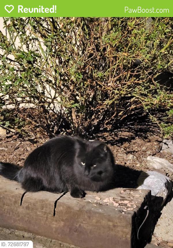 Reunited Unknown Cat last seen Bannock st and Cherokee, Englewood, CO 80110