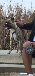 Lost Male Dog last seen Liberty y Seville, South Gate, CA 90280