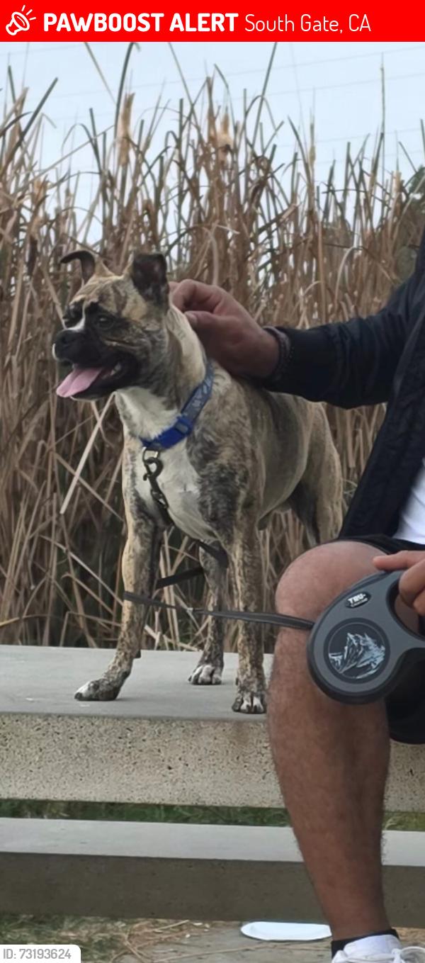 Lost Male Dog last seen Liberty y Seville, South Gate, CA 90280