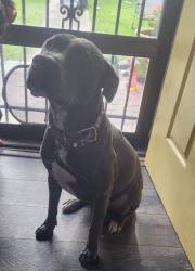 Lost Female Dog last seen Denmark at, Houston, TX 77016