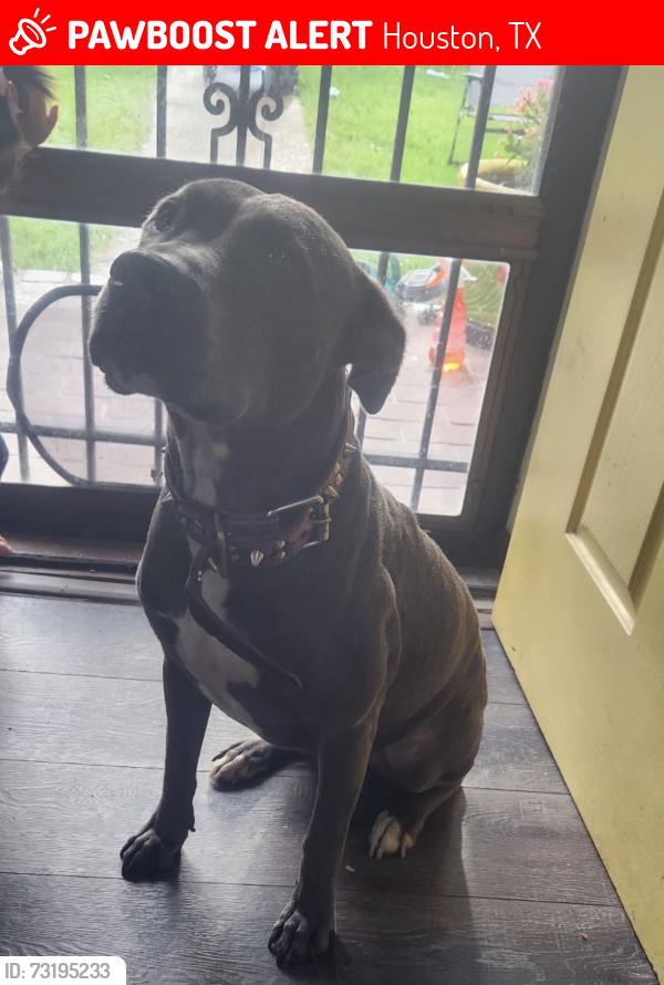 Lost Female Dog last seen Denmark at, Houston, TX 77016
