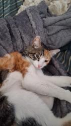Reunited Female Cat last seen Templeton and Peoria St, Daly City, CA 94014