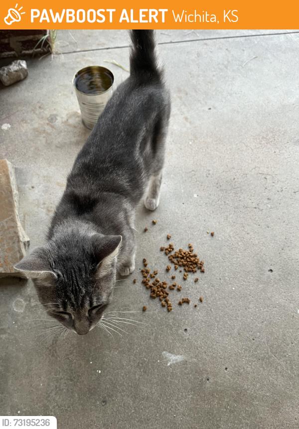 Found/Stray Unknown Cat last seen Porter St & Pine St, Wichita, KS 67203