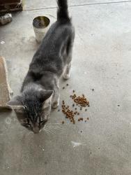 Found/Stray Unknown Cat last seen Porter St & Pine St, Wichita, KS 67203