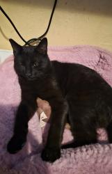 Lost Male Cat last seen Holmes and 83th st, Los Angeles, CA 90001
