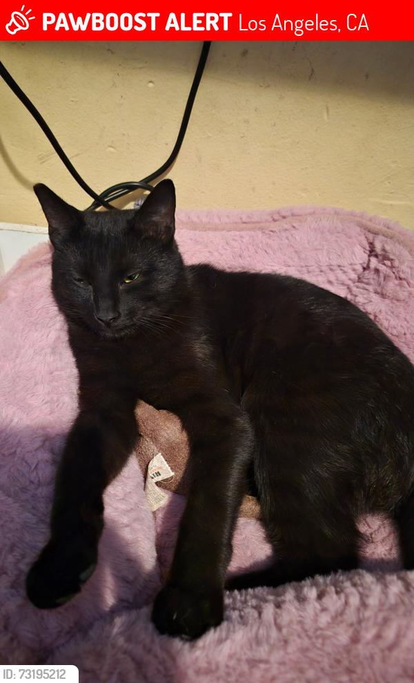 Lost Male Cat last seen Holmes and 83th st, Los Angeles, CA 90001