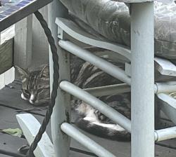 Found/Stray Unknown Cat last seen Anderson Rd and Country Hill, Nashville, TN 37013
