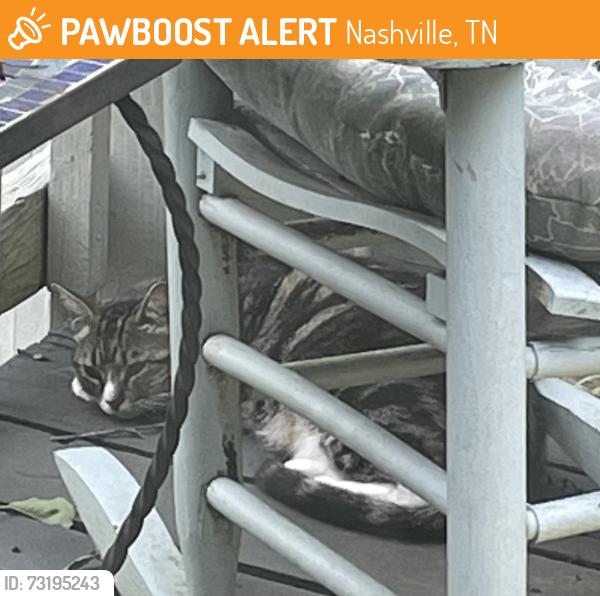 Found/Stray Unknown Cat last seen Anderson Rd and Country Hill, Nashville, TN 37013