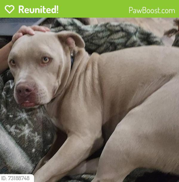 Reunited Male Dog last seen PR 37 and Legion Rd, Lakehills, TX 78063