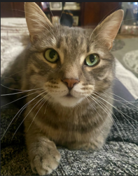 Reunited Male Cat last seen Black Cat and McMillan, Meridian, ID 83646