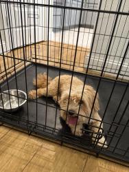Reunited Unknown Dog last seen Loganberry Drive, Georgetown, TX, Georgetown, TX 78626