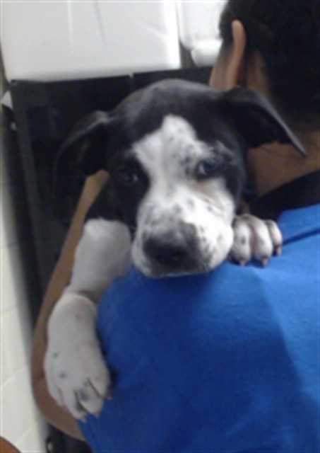 Shelter Stray Female Dog last seen Near BLOCK LOWERY CT, FAYETTEVILLE NC 28303, 4704 Corporation Dr, Fayetteville, NC 28306, USA
