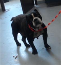 Shelter Stray Female Dog last seen Near BLOCK BUNCE RD, FAYETTEVILLE NC 28314, 4704 Corporation Dr, Fayetteville, NC 28306, USA