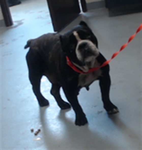 Shelter Stray Female Dog last seen Near BLOCK BUNCE RD, FAYETTEVILLE NC 28314, 4704 Corporation Dr, Fayetteville, NC 28306, USA