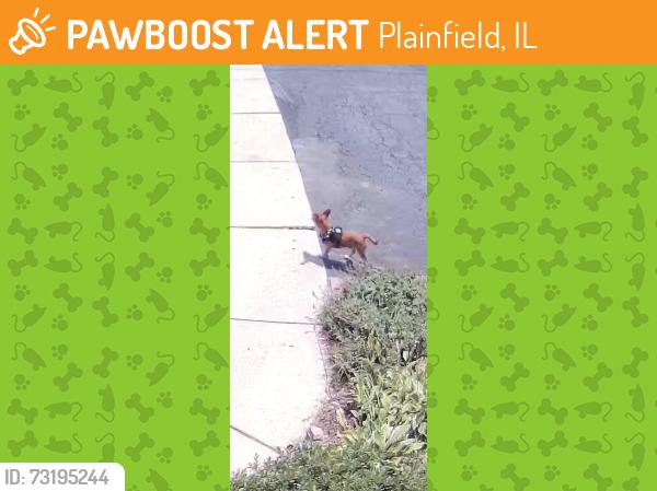 Found/Stray Unknown Dog last seen Naperville Rd, Plainfield, IL 60585