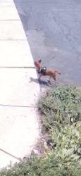 Found/Stray Unknown Dog last seen Naperville Rd, Plainfield, IL 60585