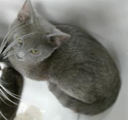 Shelter Stray Unknown Cat last seen 29TH & S PENN, 2811 SE 29th St, Oklahoma City, OK 73129, USA