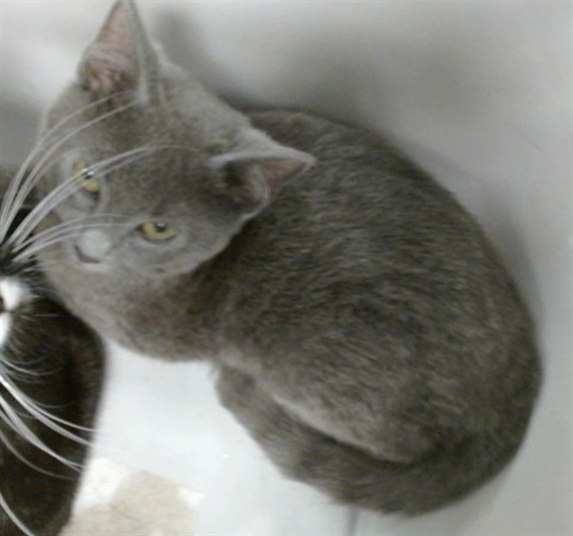 Shelter Stray Unknown Cat last seen 29TH & S PENN, 2811 SE 29th St, Oklahoma City, OK 73129, USA
