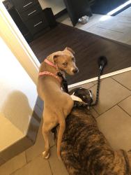 Lost Female Dog last seen Stillwater, Stillwater, MN 55082