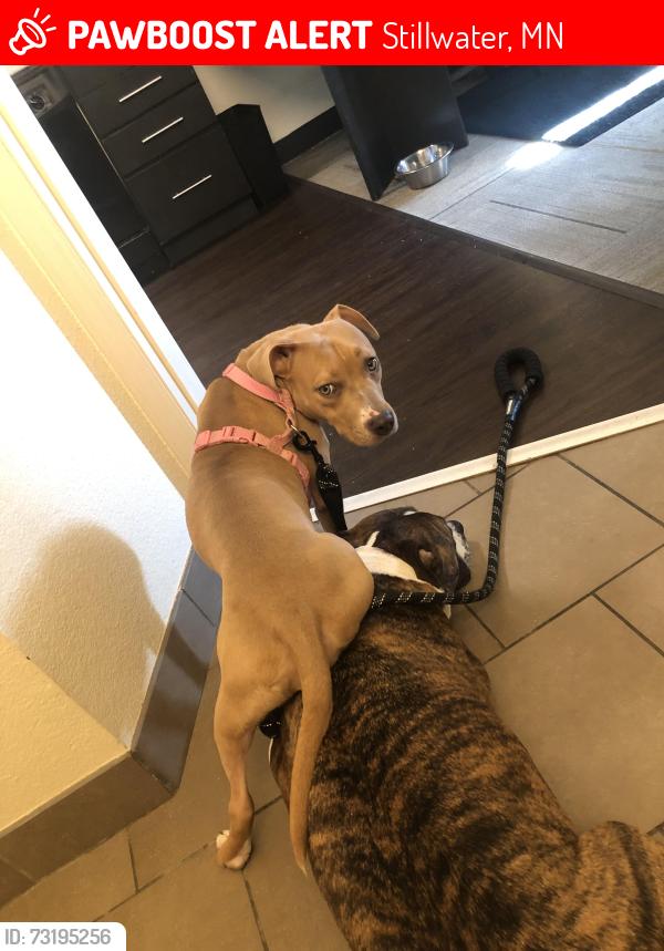 Lost Female Dog last seen Stillwater, Stillwater, MN 55082
