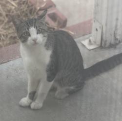 Found/Stray Unknown Cat last seen Westminster & Hammom, Westminster, CA 92683