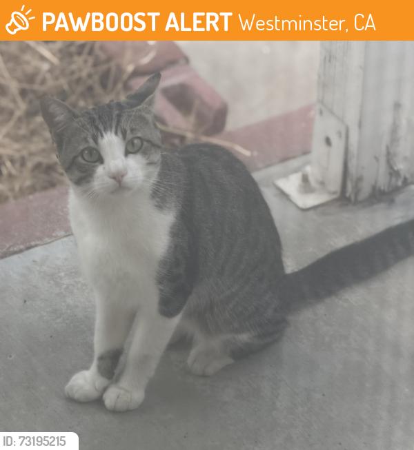 Found/Stray Unknown Cat last seen Westminster & Hammom, Westminster, CA 92683